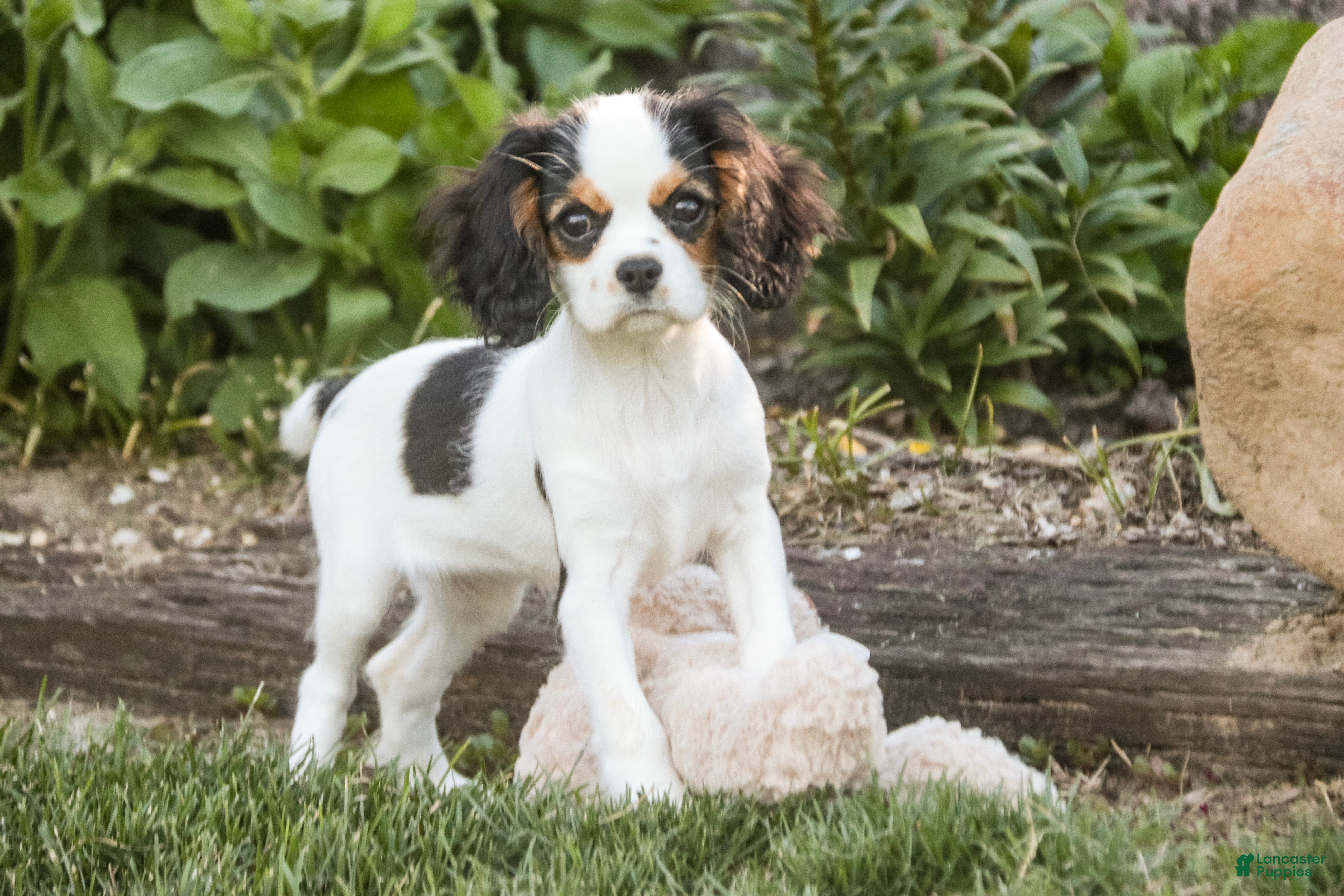 Cavalier King Charles Spaniel dogs Dottie - Ad 2