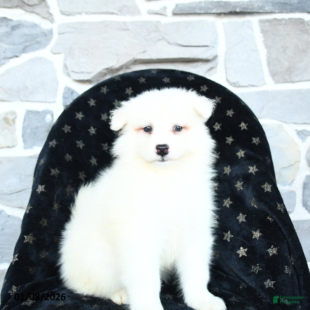Samoyed dogs for sale: Krystal - Ad 2