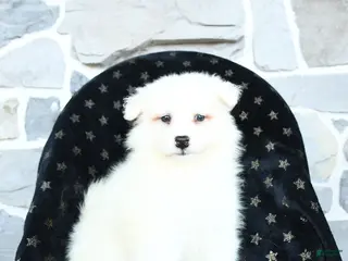 Samoyed dogs Krystal - Ad 15