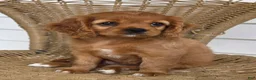 Cavapoo dogs for sale: MANDEE - Ad 8