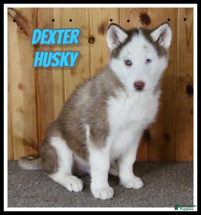 Siberian Husky dogs Dexter - Ad 1