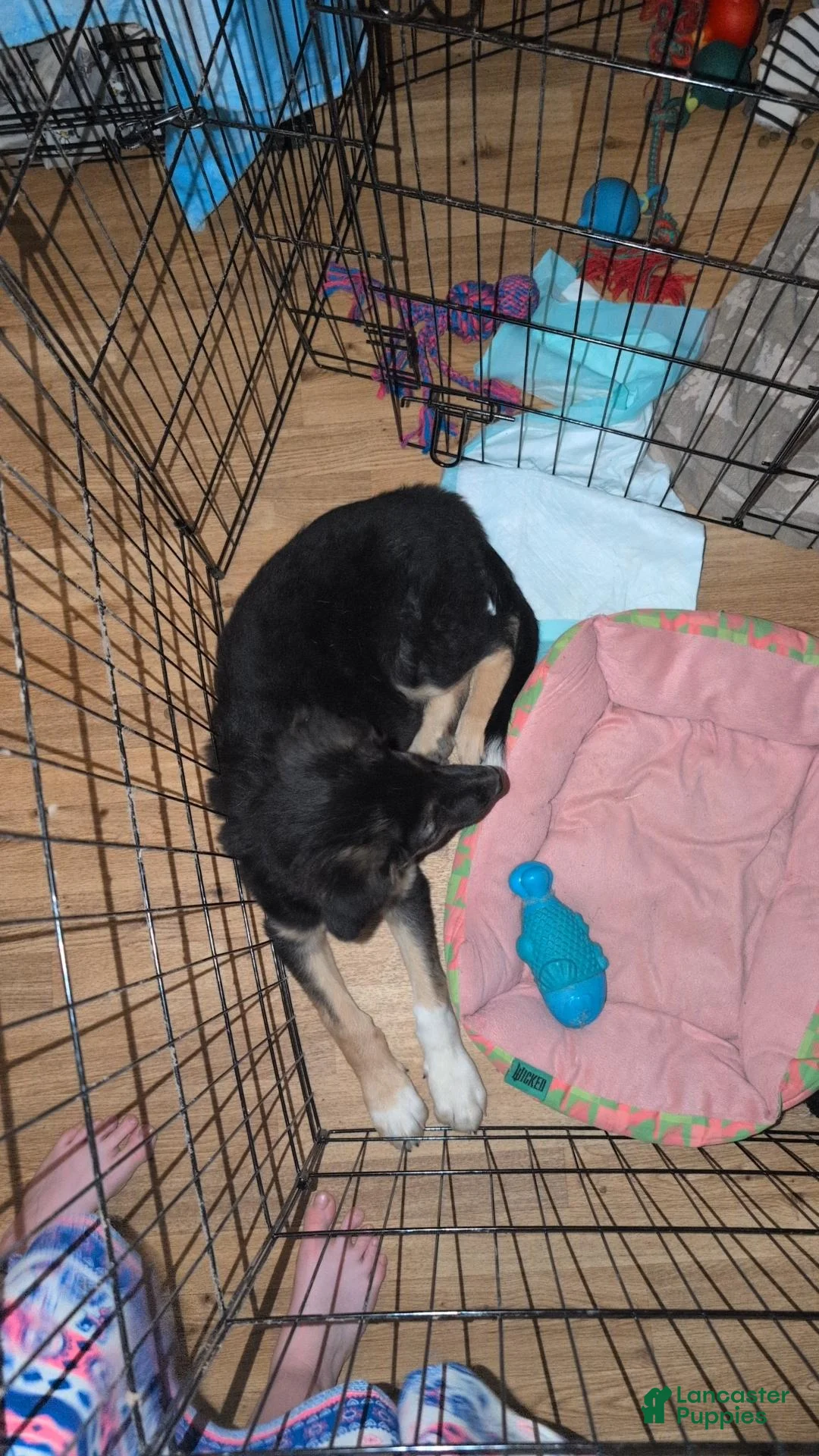 Mixed Breed dogs for sale: Mixed Breed 1 - Ad 4