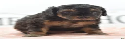 Toy Poodle dogs for sale: Shadow  - Ad 10