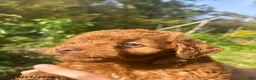 Cockapoo dogs for sale: Rover - Ad 3