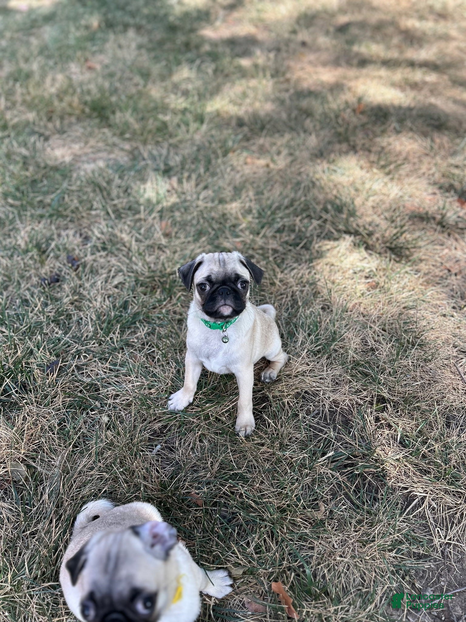 Pug dogs Pug 1 (Oscar) - Ad 11