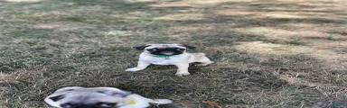 Pug 1 (Oscar)
