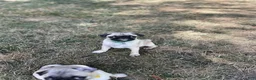 Pug dogs for sale: Pug 1 (Oscar) - Ad 1