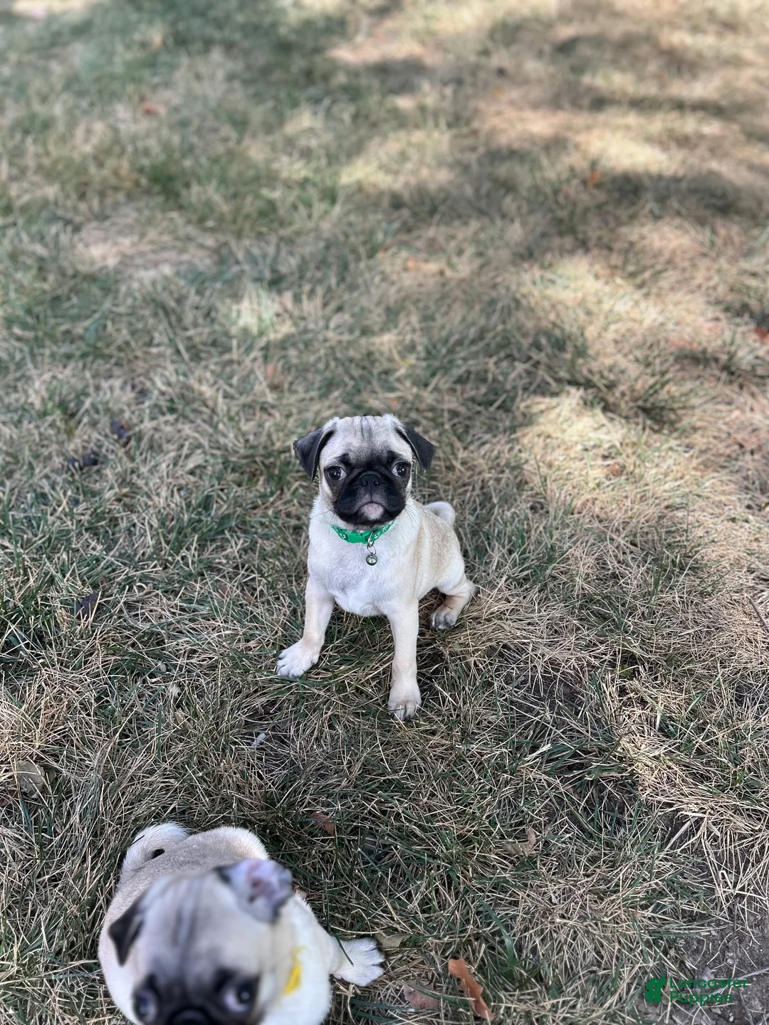 Pug dogs for sale: Pug 1 (Oscar) - Ad 1