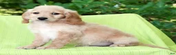 Mini Goldendoodle dogs for sale: Caden - Ad 8