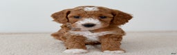 Mini Goldendoodle dogs for sale: Crumbles-petite  - Ad 1