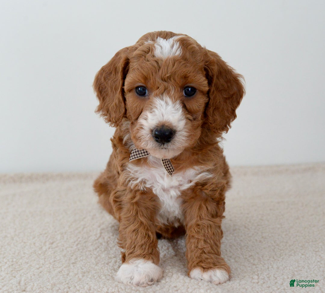 Mini Goldendoodle dogs for sale: Crumbles-petite  - Ad 1
