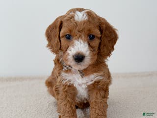 Mini Goldendoodle dogs Crumbles-petite - Ad 39