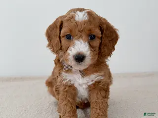 Mini Goldendoodle dogs Crumbles-petite - Ad 31