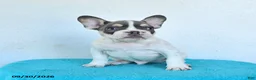 French Bulldog dogs for sale: Oliver - Ad 4