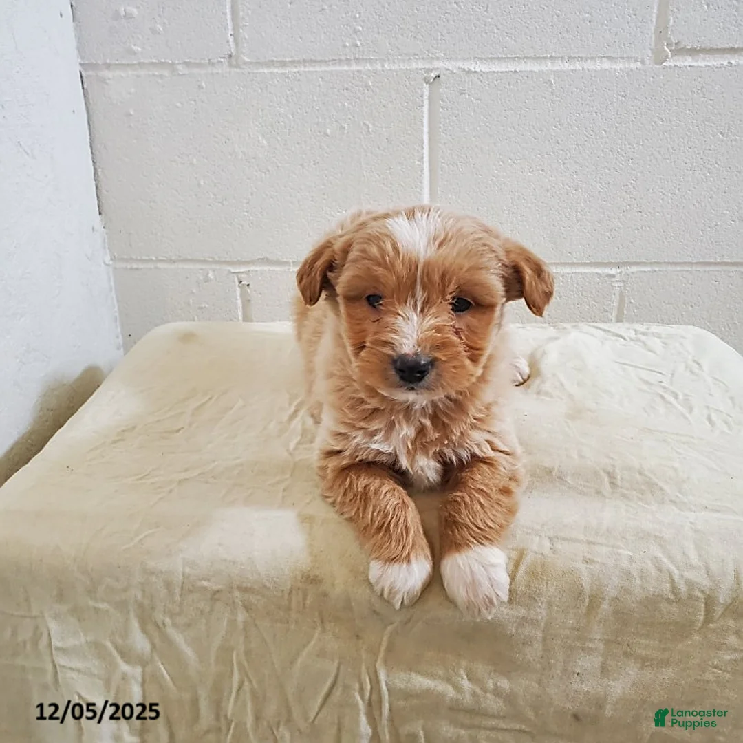 Gallery Image {{count}}