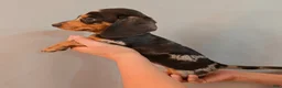 Miniature Dachshund dogs for sale: Miniature Dachshund Puppy 3 - Ad 3