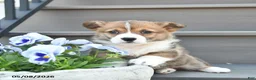 Welsh Corgi Pembroke dogs for sale: Lexi  - Ad 5