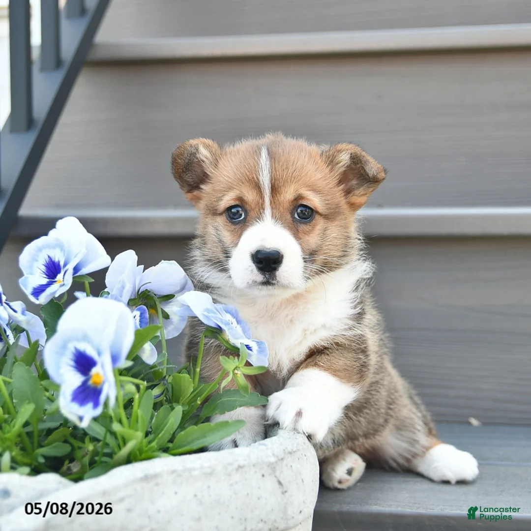 Welsh Corgi Pembroke dogs for sale: Lexi  - Ad 5