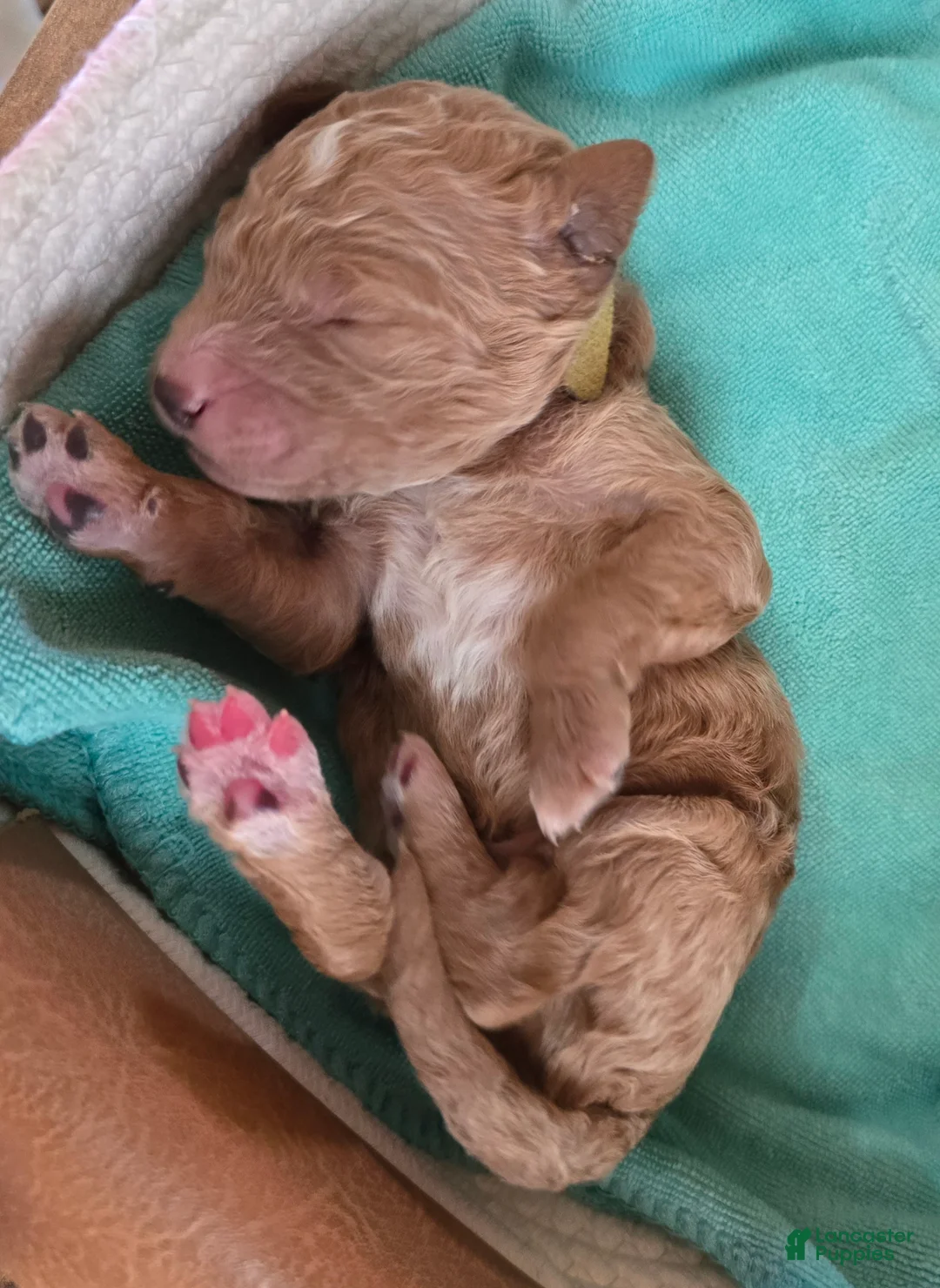 Goldendoodle dogs for sale: Goldendoodle Puppy 1 - Ad 1