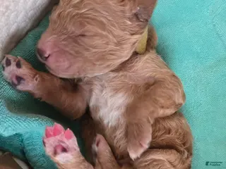 Goldendoodle dogs Goldendoodle Puppy 1 - Ad 35