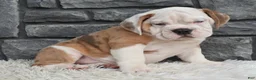 Beabull dogs for sale:  Bubba - Ad 3