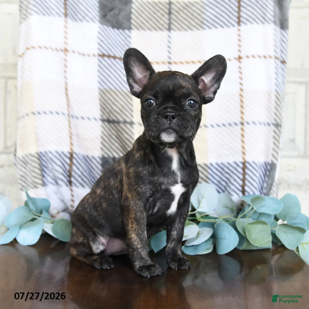 Frenchton dogs for sale: Jayda - Ad 1
