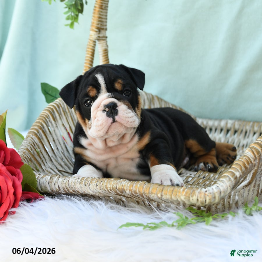 English Bulldog dogs Dakota - Ad 2