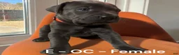 Cane Corso dogs for sale: Cane Corso Orange - Ad 3