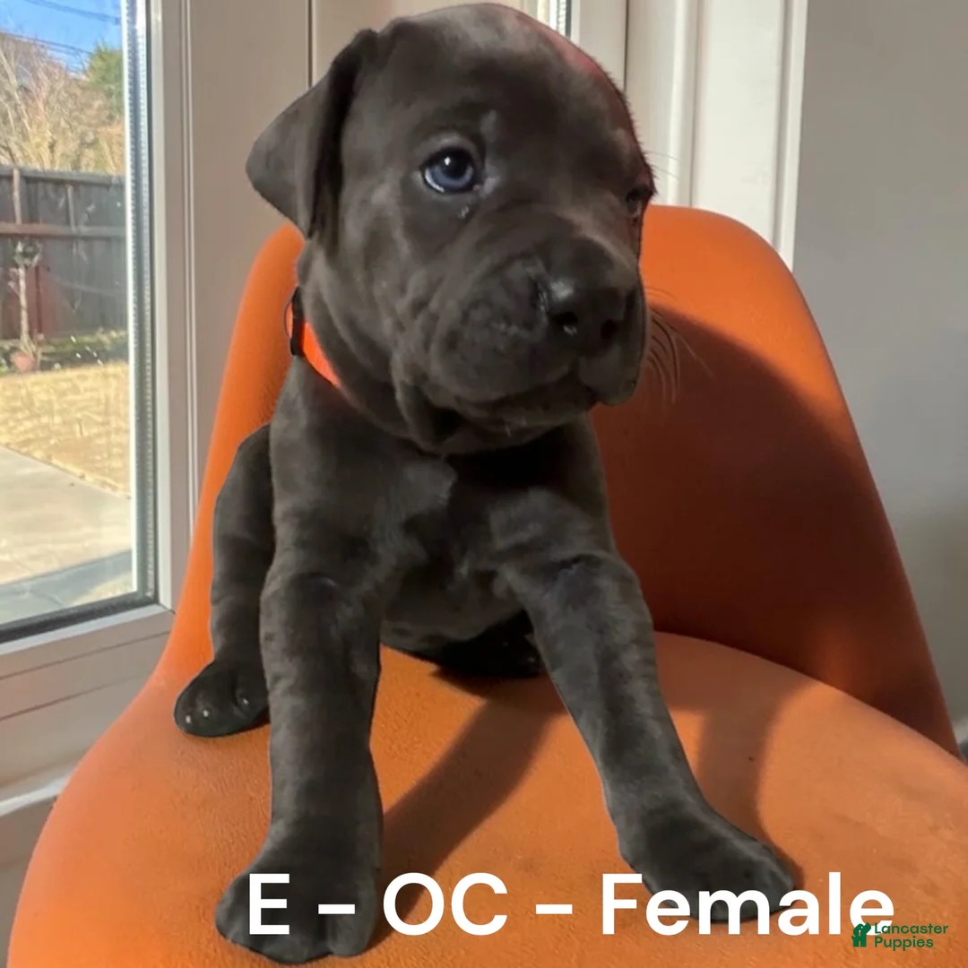 Cane Corso dogs for sale: Cane Corso gray - Ad 22