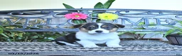 Welsh Corgi Pembroke dogs for sale: Samson - Ad 2
