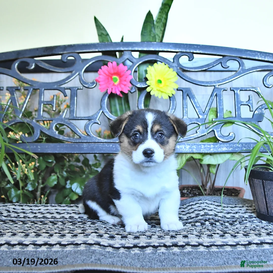 Welsh Corgi Pembroke dogs for sale: Samson - Ad 2