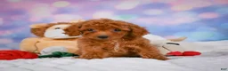 Cavapoo dogs for sale: Dixie - Ad 4