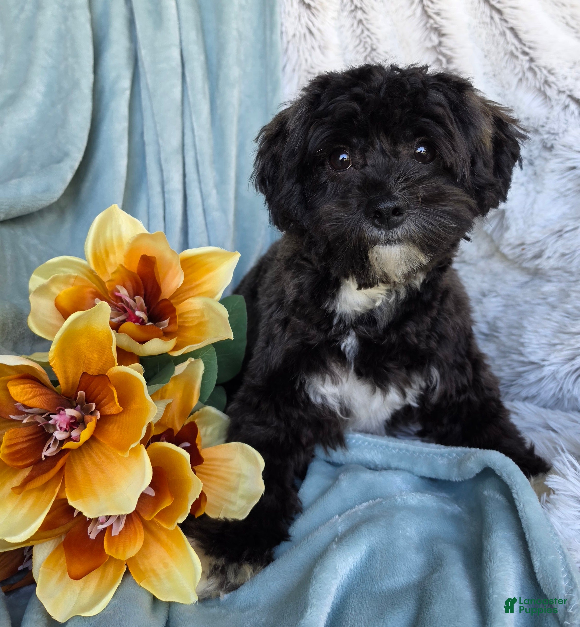 Shihpoo dogs Charlie Lee - Ad 1