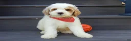 Mini Goldendoodle dogs for sale: Gus (medium) - Ad 4