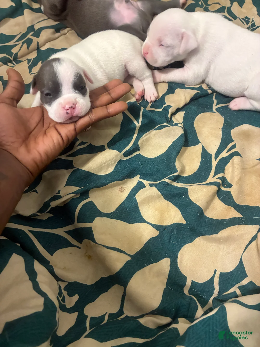 American Bully dogs for sale: American Bully 4 - Ad 2