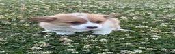 Welsh Corgi Pembroke dogs for sale: Welsh Corgi Pembroke Puppy 4 - Ad 6