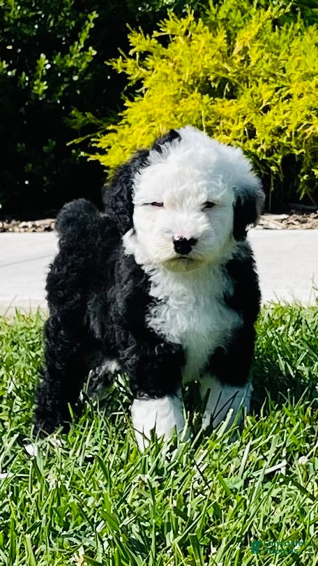 Sheepadoodle dogs Billy  - Ad 16