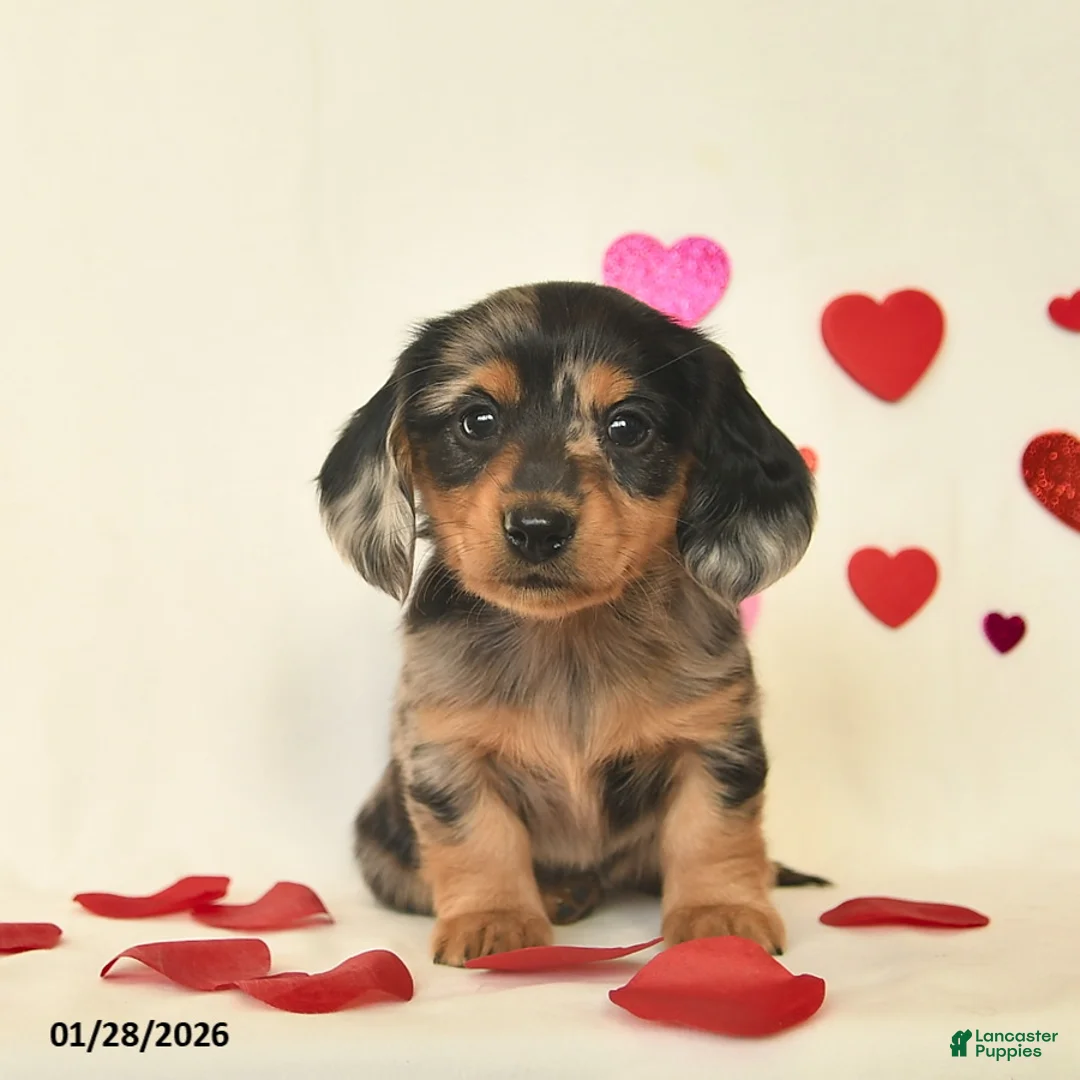 Miniature Dachshund dogs for sale: Oreo  - Ad 1