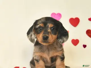 Miniature Dachshund dogs Oreo - Ad 10