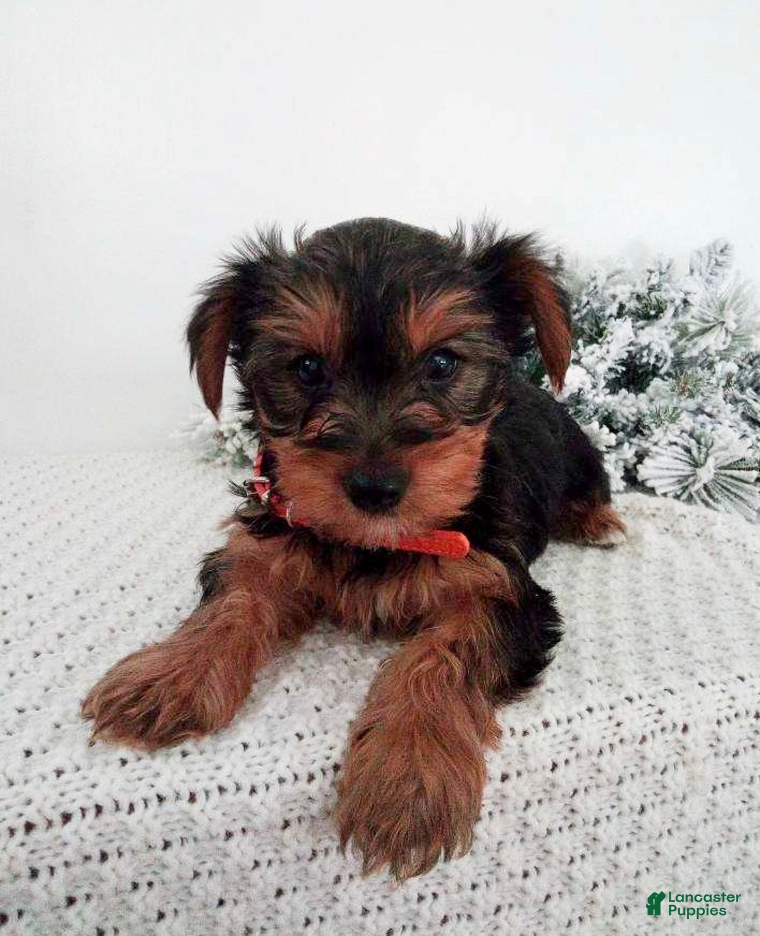 Yorkshire Terrier dogs for sale: Julie - Ad 1
