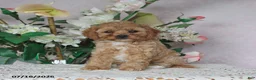 Cavapoo dogs for sale: Macey - Ad 3