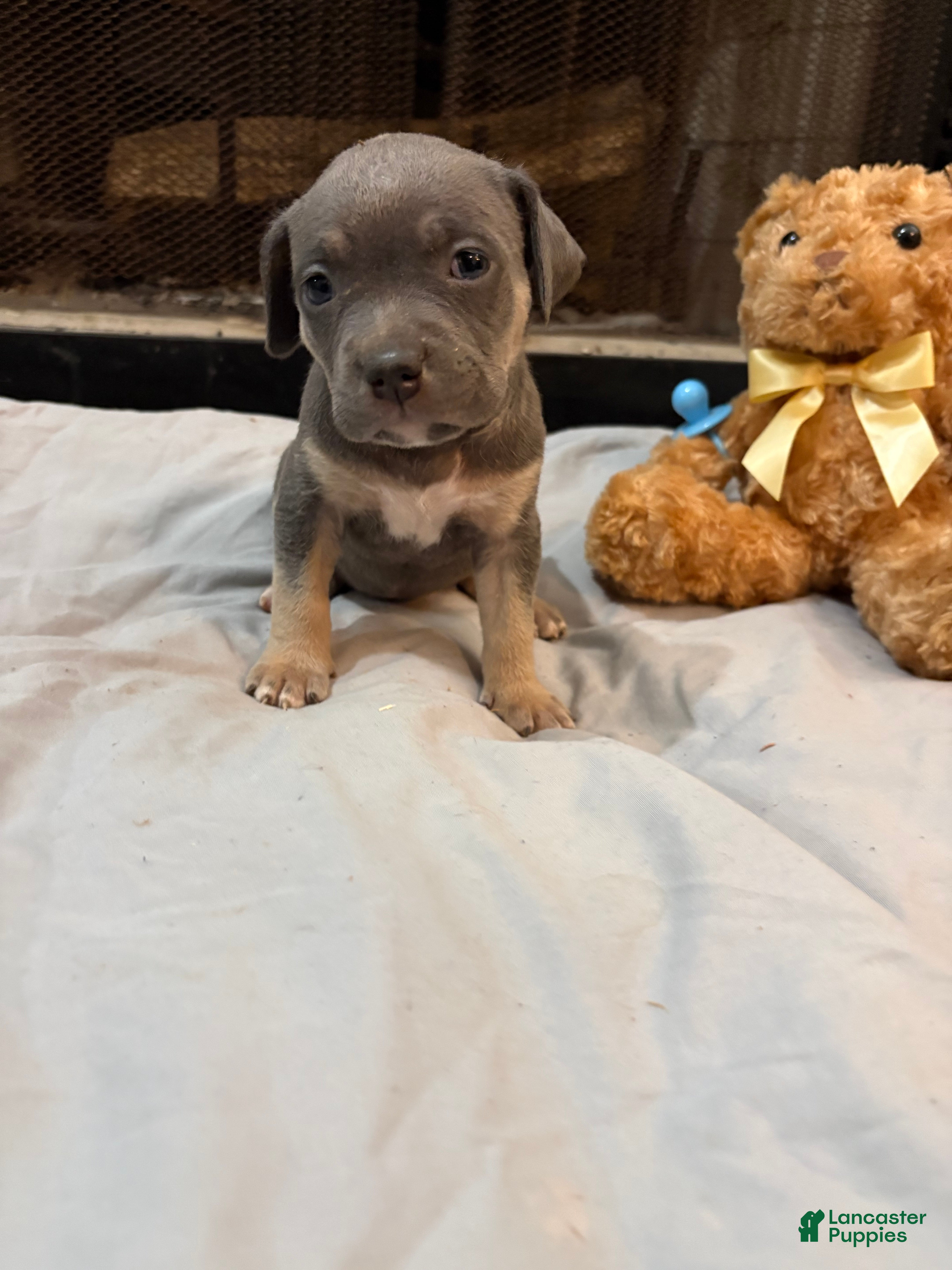 Mixed Breed dogs Pup 7 - Ad 37