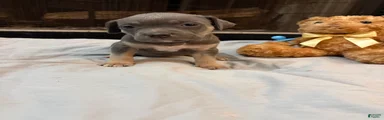 Pup 7