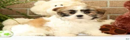 Malshi dogs for sale: Bradley - Ad 5