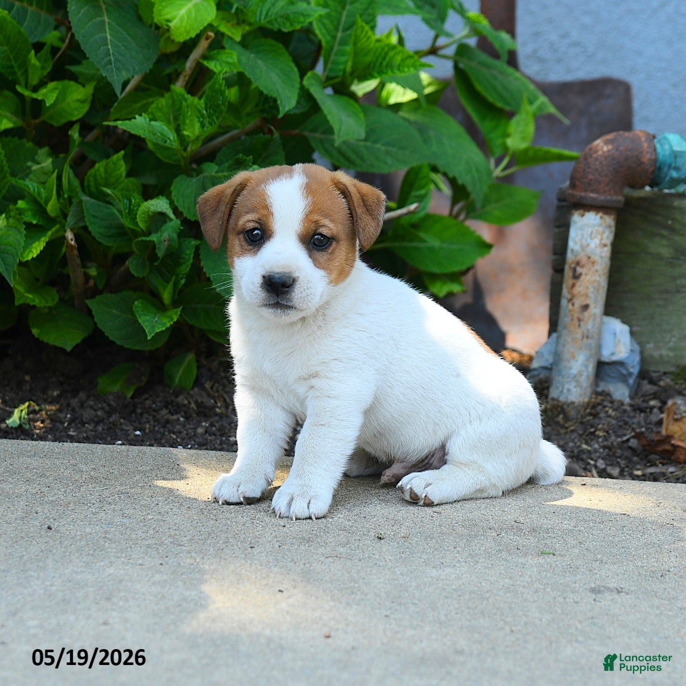 Jack Russell Terrier dogs Rufus - Ad 1