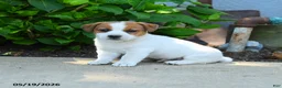 Jack Russell Terrier dogs for sale: Rufus - Ad 1