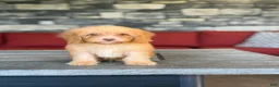 Miniature Poodle dogs for sale: Pluto - Ad 2