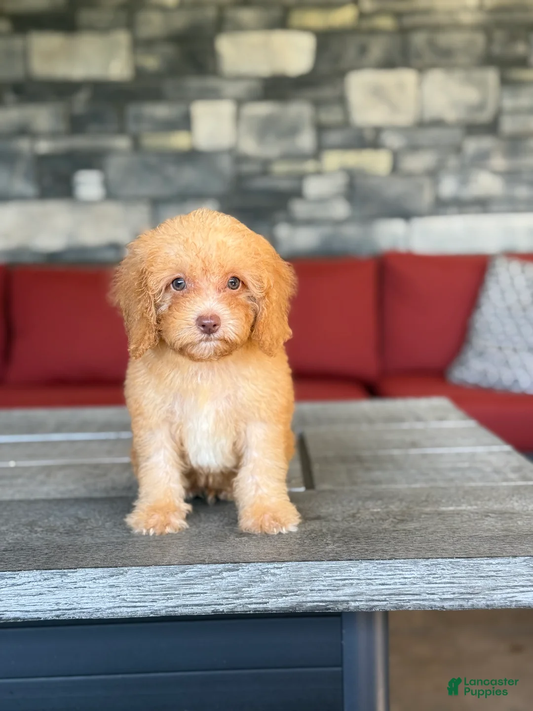 Miniature Poodle dogs for sale: Pluto - Ad 2