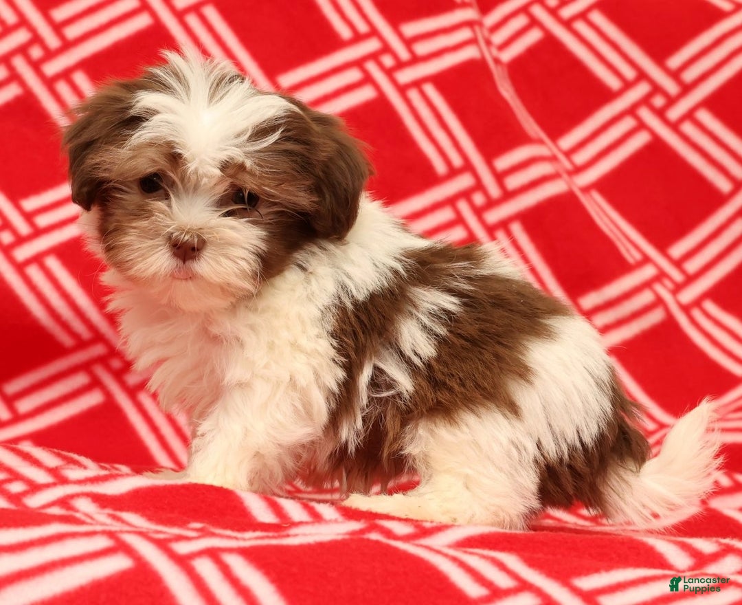 Havanese dogs for sale: BJ - Ad 5