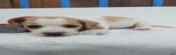 Beagle dogs for sale: Rumbles - Ad 4